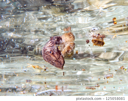 A young Matsudai fish drifting on the surface of the water. It camouflages itself very well. Hirizohama Nakagi Minamiizu Town Izu Peninsula Shizuoka Prefecture 2024 125058081