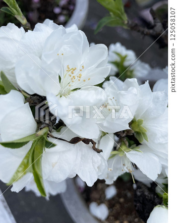 White cherry tree White cherry tree 125058107
