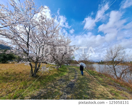 乙女池散步道和櫻花 125058131