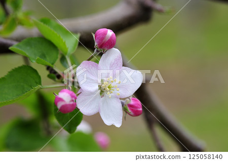 初夏果園裡的蘋果花 初夏果園裡的蘋果花 125058140