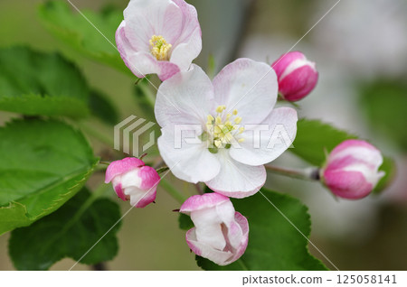 Apple blossoms in an orchard in early summer 125058141