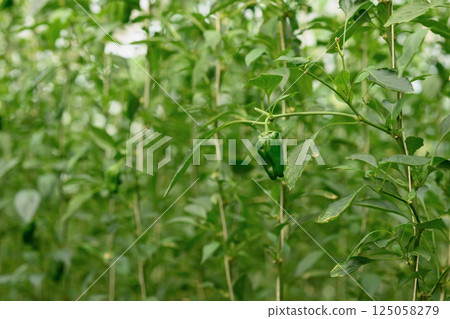 Close up of green bell peppers growing in controlled environment 125058279