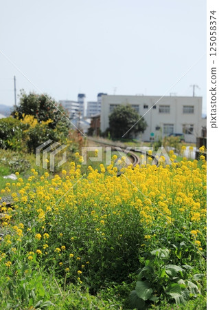 Canola flowers in full bloom along the Kishu Railway tracks in spring (Gobo City, Wakayama Prefecture, Japan) 125058374