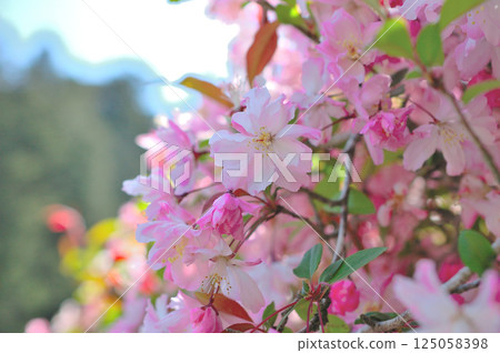 Haitang flower Haitang flower 125058398