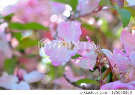 Haitang flower 125058399