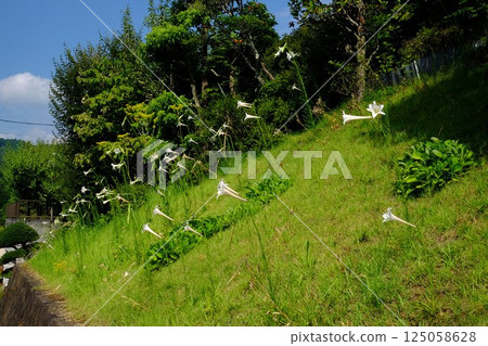 Blooming trumpet lilies [Tsukui, Sagamihara City, August] 125058628