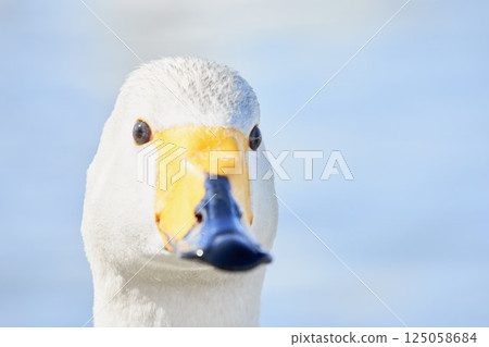 春天來北海道的天鵝的喙 125058684