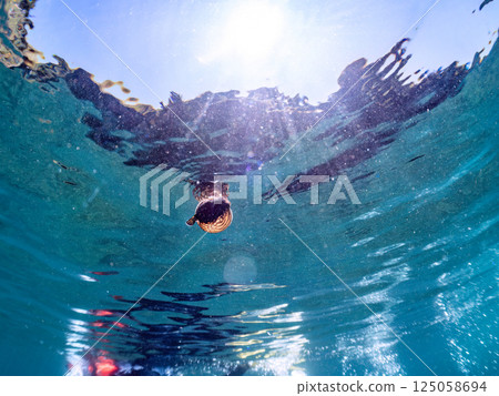 A cute juvenile Southern Pufferfish inflating and floating on the water surface. Hirizohama Nakagi Minamiizu Town Izu Peninsula Shizuoka Prefecture 2024 125058694