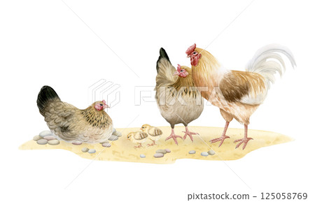 Chickens hens and rooster with baby chicks watercolor isolated illustration. Poultry yard birds for farm animals designs. Realistic fowls on sand ground clipart for organic goods from village Chickens hens and rooster with baby chicks watercolor isolated illustration. Poultry yard birds for farm animals designs. Realistic fowls on sand ground clipart for organic goods from village 125058769