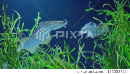 Amazing cuttlefish gracefully navigate their underwater domain, their elegant movements captivating as they glide through lush green seaweed. concept life of cuttlefish 125058811