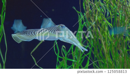 Graceful common cuttlefish navigates its aquatic environment, showcasing captivating swimming patterns amidst vibrant green algae, creating a serene underwater scene. concept life of cuttlefish 125058813
