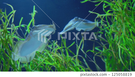 Graceful common cuttlefish navigates its aquatic environment, showcasing captivating swimming patterns amidst vibrant green algae, creating a serene underwater scene. concept life of cuttlefish 125058819
