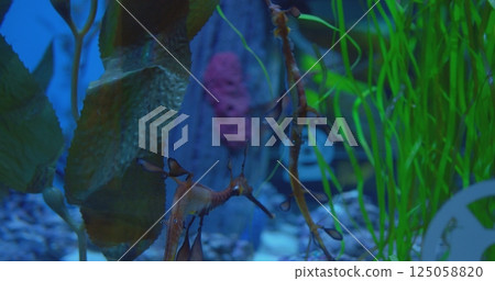 Weedy seadragons are gracefully swimming in a large aquarium, their delicate bodies moving through the water surrounded by vibrant green plants and other marine life. concept life of seadragons Weedy seadragons are gracefully swimming in a large aquarium, their delicate bodies moving through the water surrounded by vibrant green plants and other marine life. concept life of seadragons 125058820