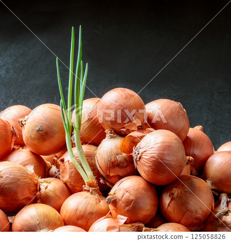 發芽的洋蔥 125058826