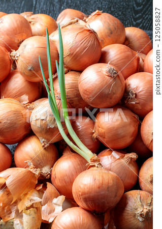Sprouting onion 125058827
