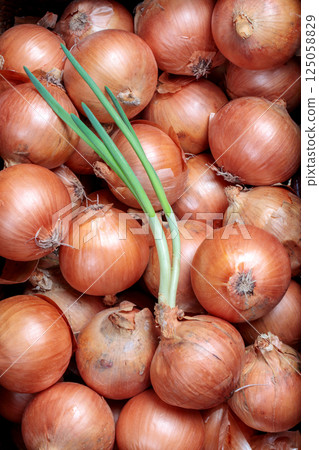 發芽的洋蔥 發芽的洋蔥 125058829