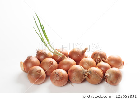 發芽的洋蔥 125058831