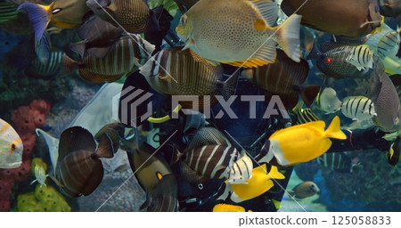 Toronto, Canada - May 6, 2023: Scuba diver navigating vibrant coral reef ecosystem, surrounded by colorful tropical fish during feeding moment, creating underwater marine life spectacle biodiversity Toronto, Canada - May 6, 2023: Scuba diver navigating vibrant coral reef ecosystem, surrounded by colorful tropical fish during feeding moment, creating underwater marine life spectacle biodiversity 125058833