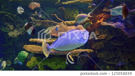 Diving and life captured with diver bold amid active sea inhabitants, diving pulse radiates in dynamic underwater scene, creative visuals ignite vibrant energy, concept of underwater world 125058839