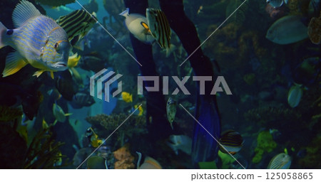 Underwater scene shows diver navigating sparkling aquatic environment, tropical tropical hues dominate clear water as diverse fish shimmer in lively motion, capturing essence of natural realm. 125058865