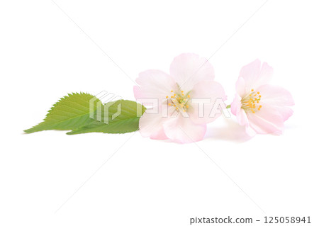 櫻花花朵粉紅葉綠色春天白色背景 125058941