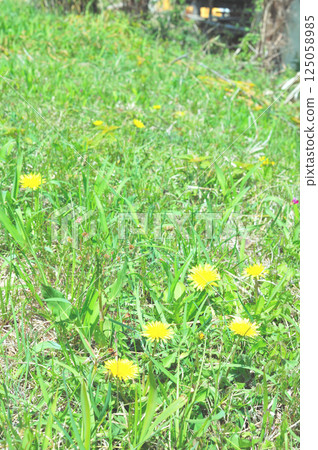 蒲公英花 125058985