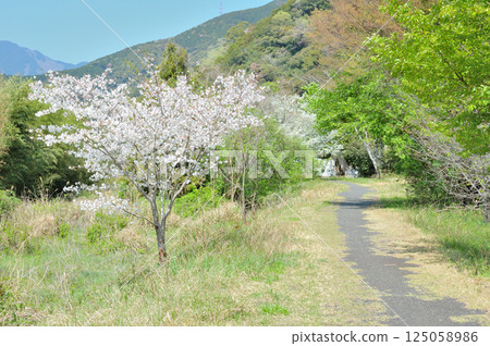 Satoyama Spring Path Satoyama Spring Path 125058986