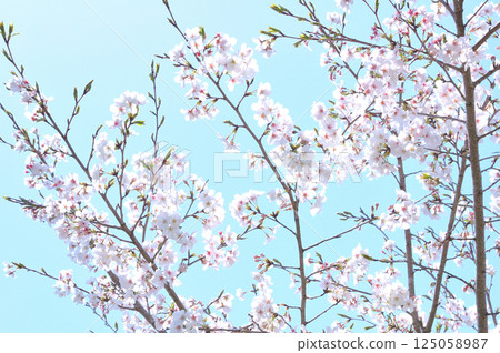 Haitang flower Haitang flower 125058987
