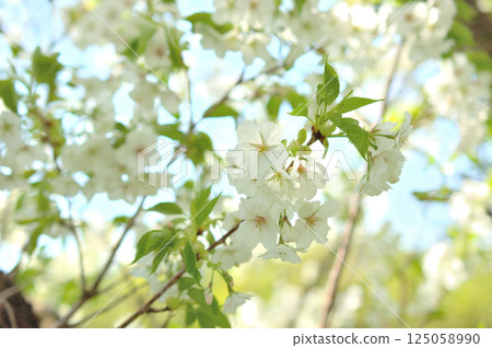 Light green cherry blossoms Light green cherry blossoms 125058990