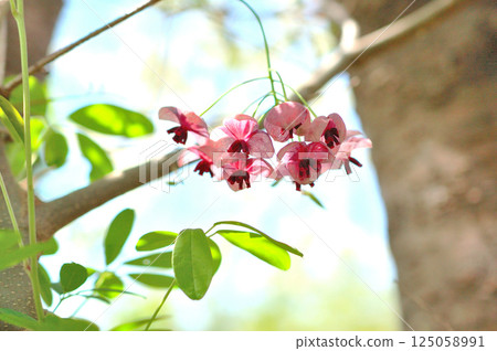Akebi flower 125058991