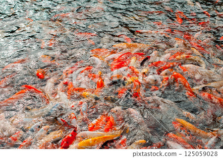 A large group of koi fish in various colors forming a mesmerizing scene in water A large group of koi fish in various colors forming a mesmerizing scene in water 125059028