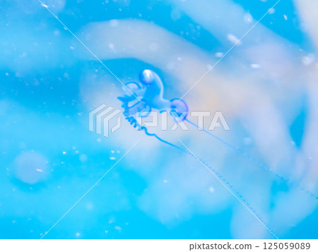 一艘僧帽水母漂浮在水面上。觸手有劇毒。 Hirizohama Nakagi 南伊豆鎮 伊豆半島 靜岡縣 2024 125059089