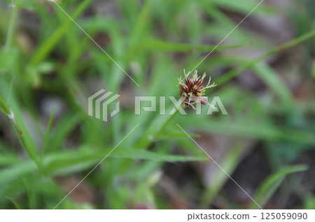 Poa上升了 125059090