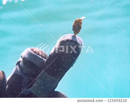A juvenile scaly fish. It mistook my finger for a body part and stuck to it. Hirizohama Nakagi Minamiizu Town Izu Peninsula Shizuoka Prefecture 2024 A juvenile scaly fish. It mistook my finger for a body part and stuck to it. Hirizohama Nakagi Minamiizu Town Izu Peninsula Shizuoka Prefecture 2024 125059220