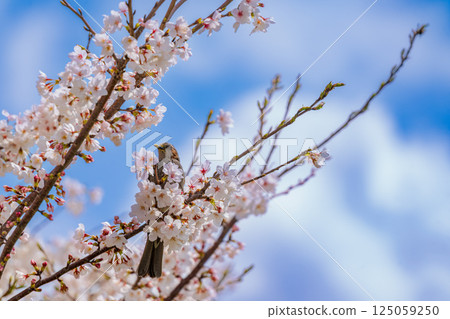 Cherry blossoms in full bloom and brown-eared bulbuls against the blue sky Cherry blossoms in full bloom and brown-eared bulbuls against the blue sky 125059250
