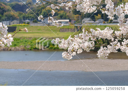 Cherry blossoms blooming along the Kano River 125059258