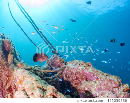 A school of blue-green damselfish, blue-green damselfish, Nagasaki damselfish and others. Hirizohama, Nakagi, Minamiizu Town, Izu Peninsula, Shizuoka Prefecture 125059386