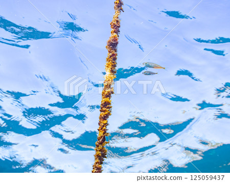 一群幼年竹莢魚躲在漂浮的垃圾中。 Hirizohama Nakagi 南伊豆鎮 伊豆半島 靜岡縣 2024 125059437