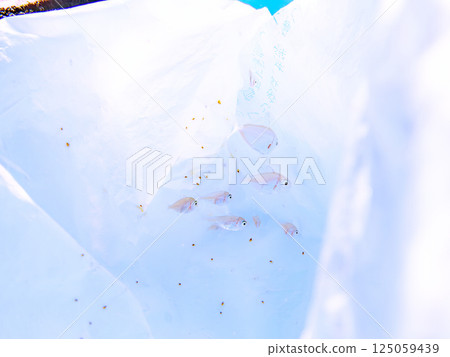 A school of juvenile horse mackerel fish hiding in floating garbage. Hirizohama Nakagi Minamiizu Town Izu Peninsula Shizuoka Prefecture 2024 125059439