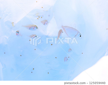 A school of juvenile horse mackerel fish hiding in floating garbage. Hirizohama Nakagi Minamiizu Town Izu Peninsula Shizuoka Prefecture 2024 125059440