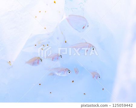 A school of juvenile horse mackerel fish hiding in floating garbage. Hirizohama Nakagi Minamiizu Town Izu Peninsula Shizuoka Prefecture 2024 A school of juvenile horse mackerel fish hiding in floating garbage. Hirizohama Nakagi Minamiizu Town Izu Peninsula Shizuoka Prefecture 2024 125059442