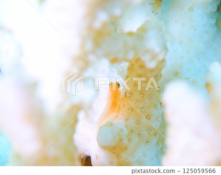 Yellow coral goby living on bleached coral. Hirizohama Nakagi Minamiizu Town Izu Peninsula Shizuoka Prefecture 2024 Yellow coral goby living on bleached coral. Hirizohama Nakagi Minamiizu Town Izu Peninsula Shizuoka Prefecture 2024 125059566