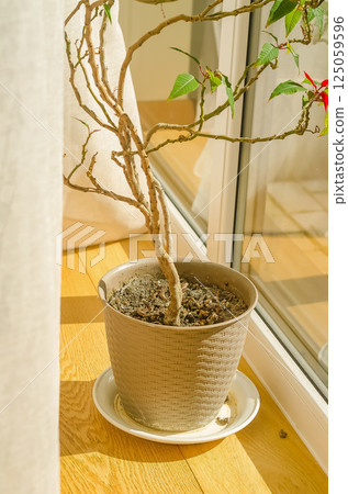 Potted poinsettia with red and green leaves in sunlight by a glass window. High quality photo 125059596