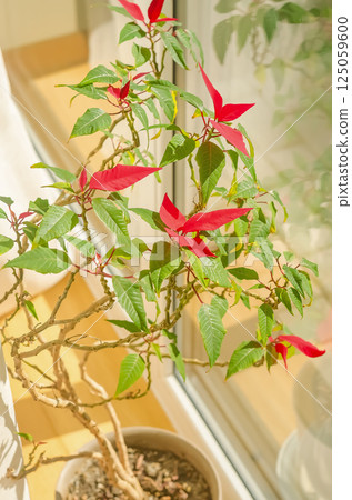 Potted poinsettia with red and green leaves in sunlight by a glass window. High quality photo 125059600