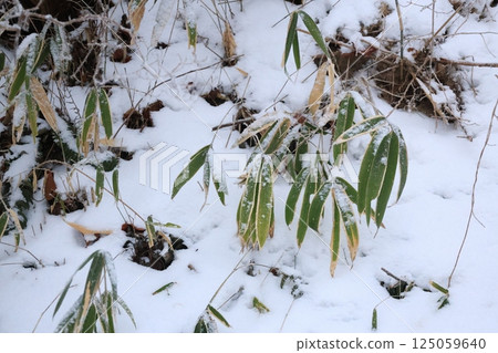 被雪覆蓋的熊笹葉的特寫 被雪覆蓋的熊笹葉的特寫 125059640