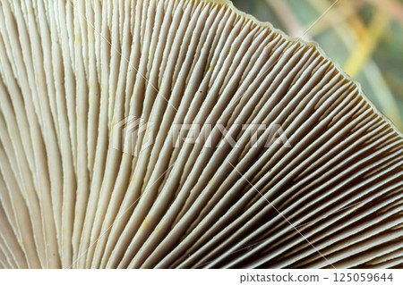 Close-up view of mushroom gills, linear patterns in soft creamy tones, copy space 125059644