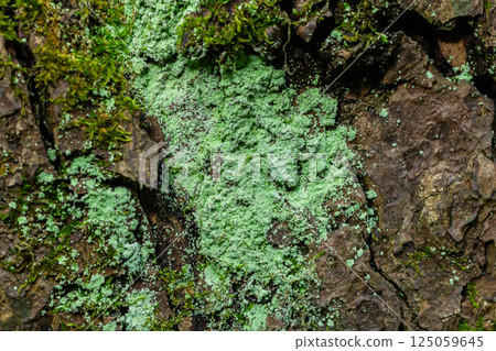 Tree bark lichen is a symbiosis of an algae or cyanobacteria living among filaments of multiple fungi species. Fungal mold spot live on rotten wood in the forest. Concept for biology and biodiversity Tree bark lichen is a symbiosis of an algae or cyanobacteria living among filaments of multiple fungi species. Fungal mold spot live on rotten wood in the forest. Concept for biology and biodiversity 125059645