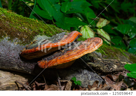 Fomitopsis pinicola, is a stem decay fungus common on softwood and hardwood trees. Its conk fruit body is known as the red-belted conk. The species is common throughout temperate Europe and Asia 125059647