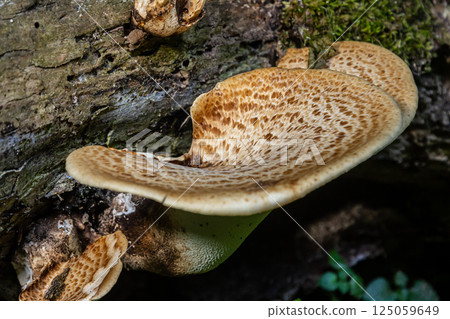 Cerioporus squamosus, also known as Pheasant's back mushrooms and dryad's saddle, is a basidiomycete bracket fungus found growing on dead trees 125059649