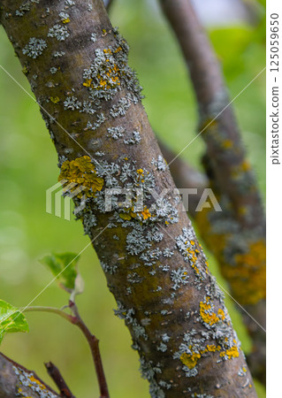 Orange lichen, yellow scale, maritime sunburst lichen or shore lichen Xanthoria parietina is a foliose or leafy lichen. Intensive color of structures on twigs of a tree 125059650